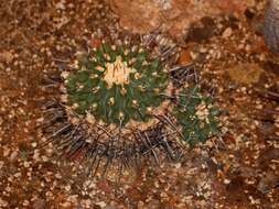 Image of Thelocactus rinconensis (Poselger) Britton & Rose