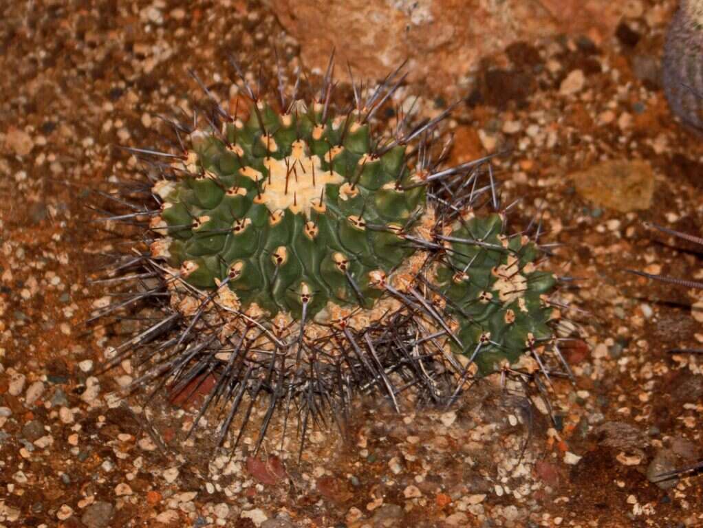 Image of Thelocactus rinconensis (Poselger) Britton & Rose