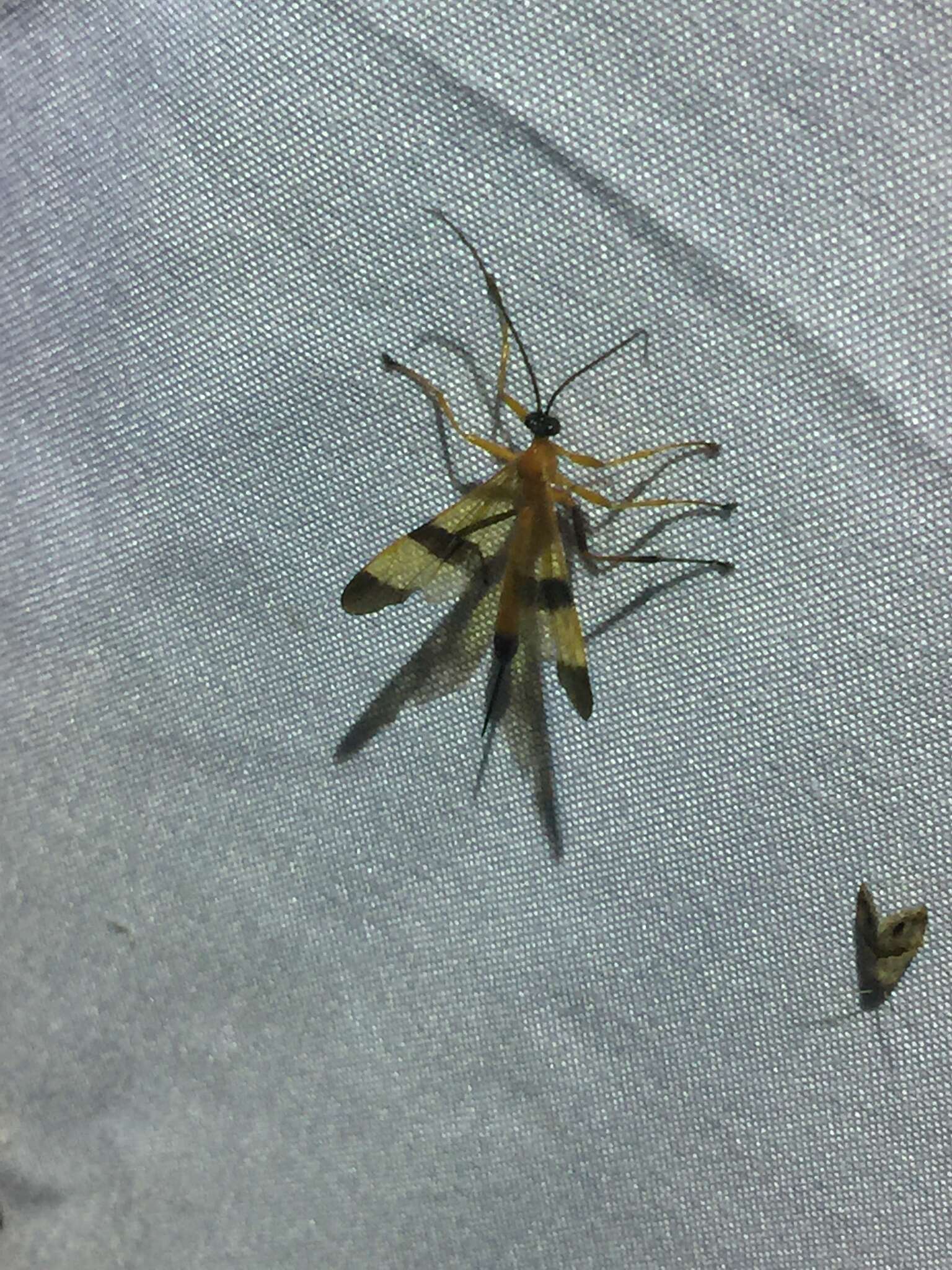 Image of Acrotaphus tibialis (Cameron 1886)