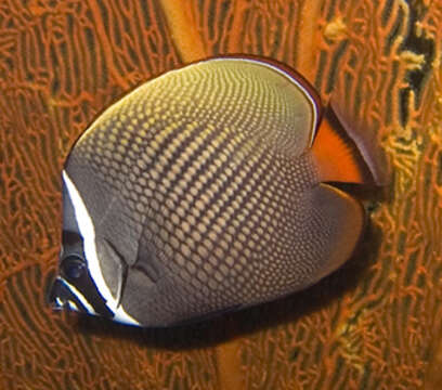 Image of Brown Butterflyfish