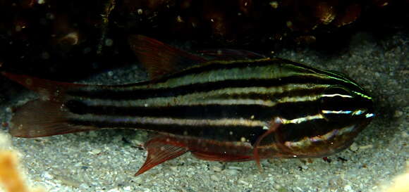 Image of Cook's cardinalfish