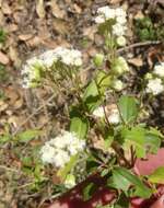 Image of Santa Rita snakeroot