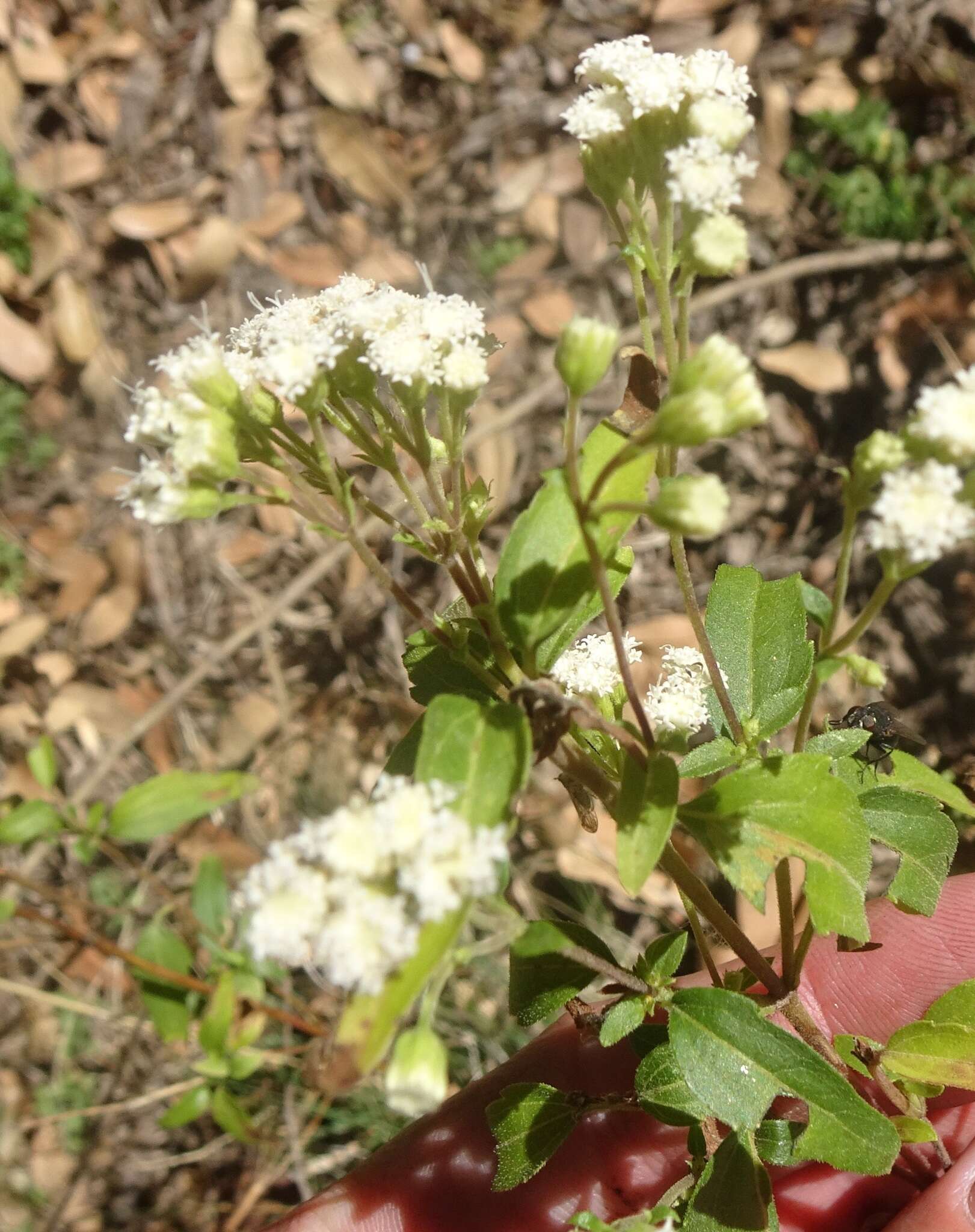 Image of Santa Rita snakeroot