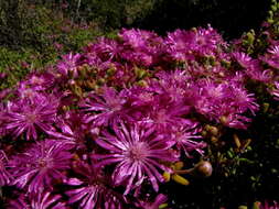 Imagem de Drosanthemum tuberculiferum L. Bol.