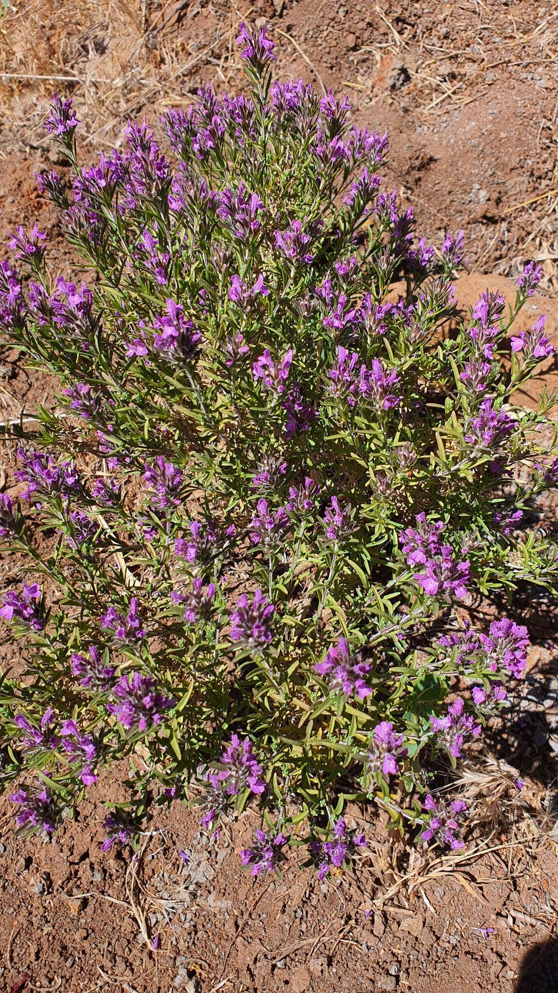 Image of Thymbra spicata L.