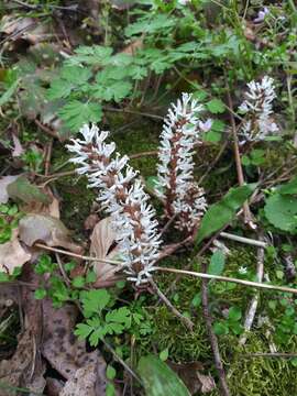 Image of Allegheny-spurge