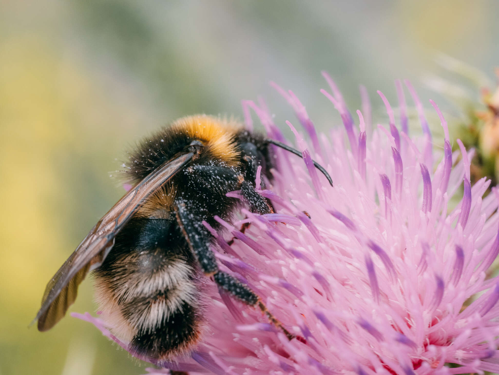 Image of Bombus sylvestris (Lepeletier 1832)