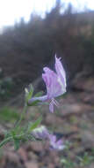 Image de Schizanthus lacteus Phil.