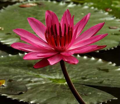 Image of Hairy Water Lily