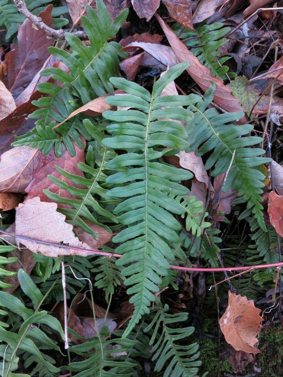 Image of rock polypody