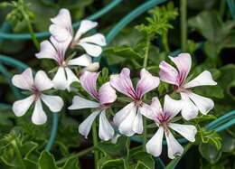 Image of Peltated Geranium