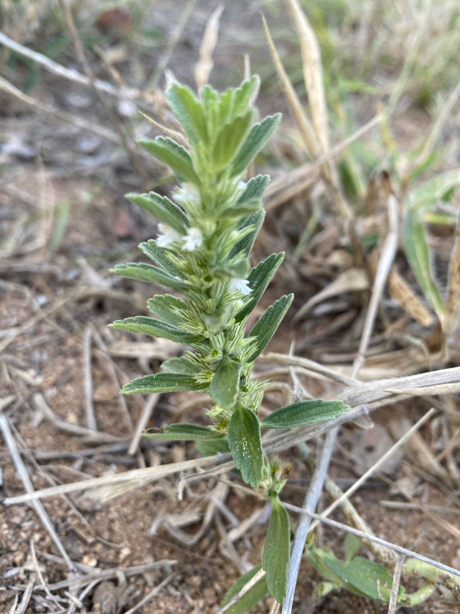 Image of Leucas neuflizeana Courbon