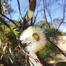 Image of Eucalyptus oldfieldii F. Müll.