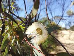 Слика од Eucalyptus oldfieldii F. Müll.