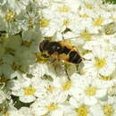 Image of Eristalis brousii Williston 1882