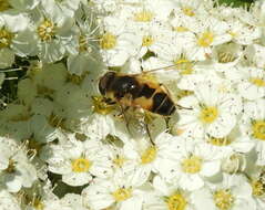 Image of Eristalis brousii Williston 1882