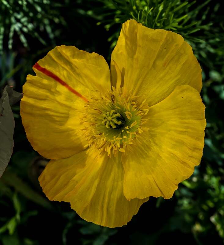 Image of Iceland Poppy