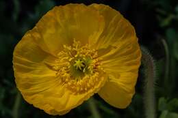 Image of Iceland Poppy