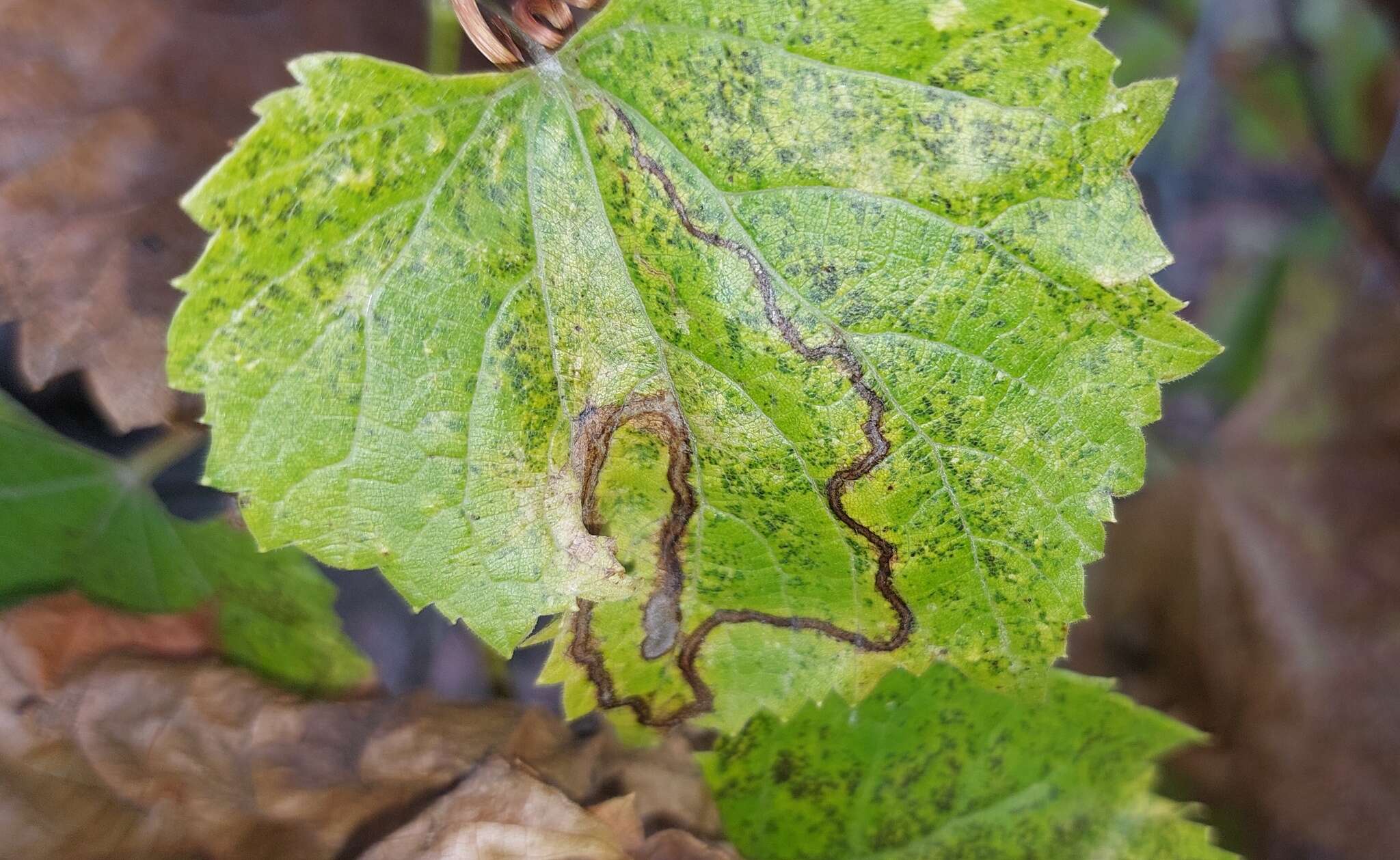 Image of Phyllocnistis valentinensis M. Hering 1936