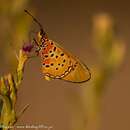 Image of Acraea caldarena Hewitson 1877