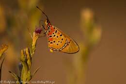 Image of Acraea caldarena Hewitson 1877