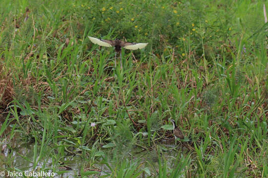 Image of Wattled Jacana