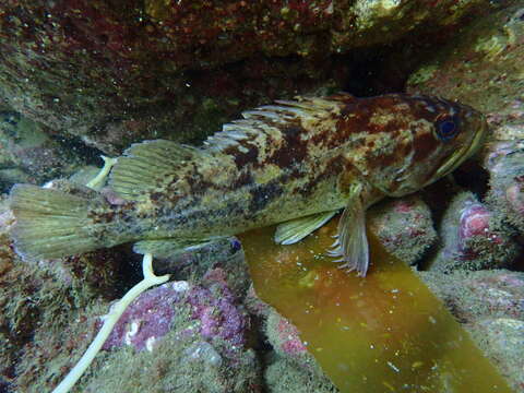 Image of Grass rockfish