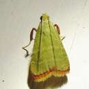 Image of Olive Arta Moth