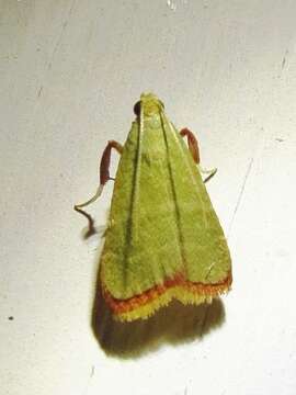 Image of Olive Arta Moth