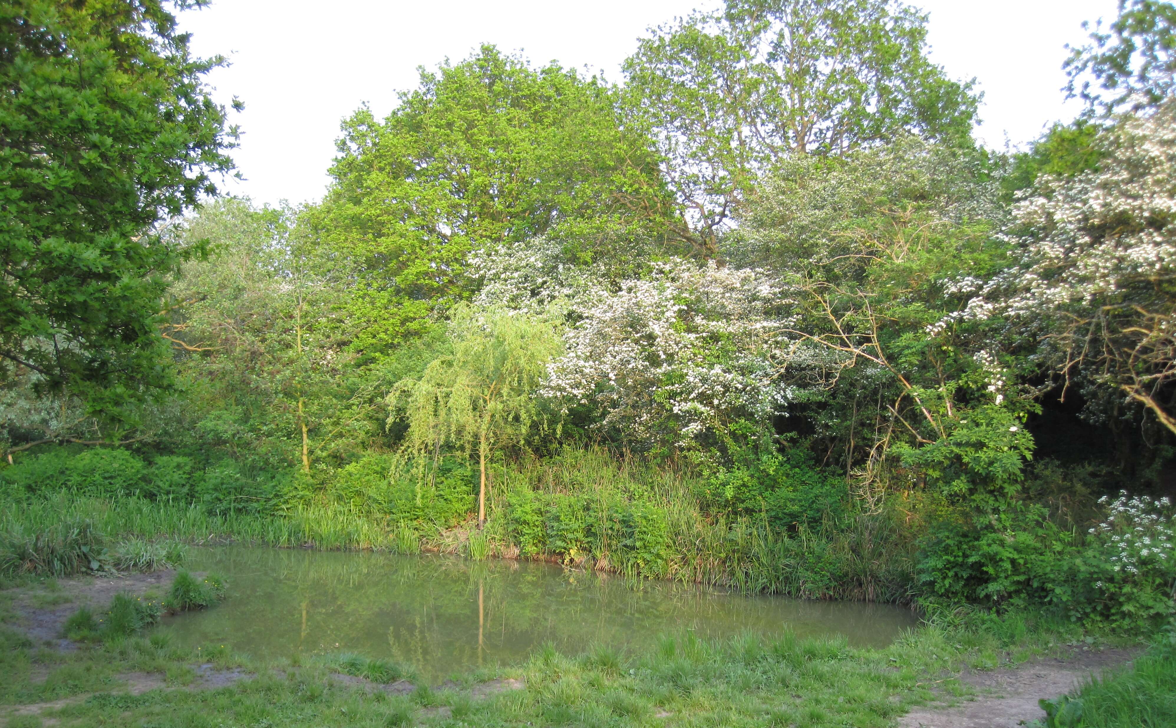 Image of Peking Willow