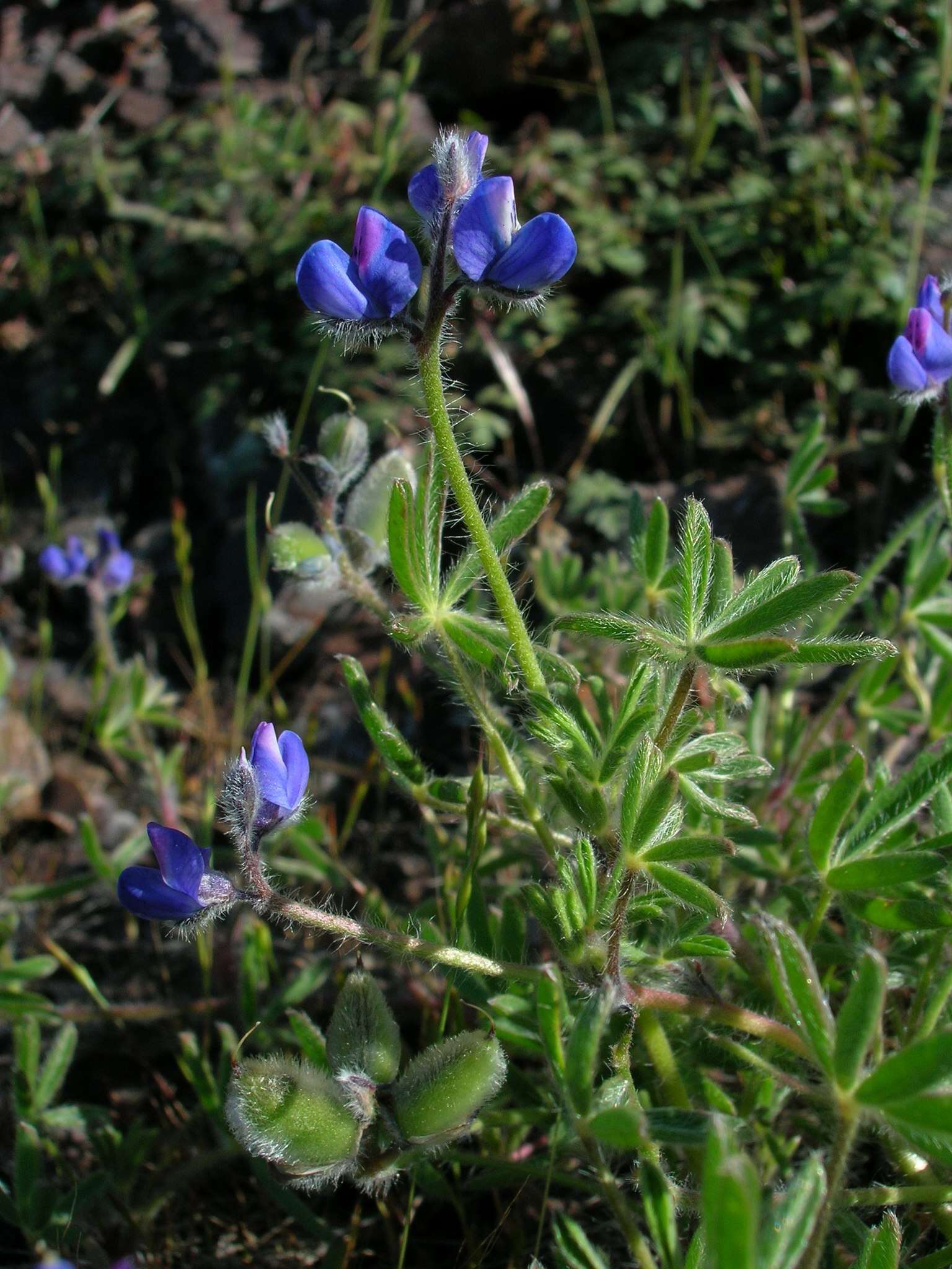 Image of Mt. Diablo lupine