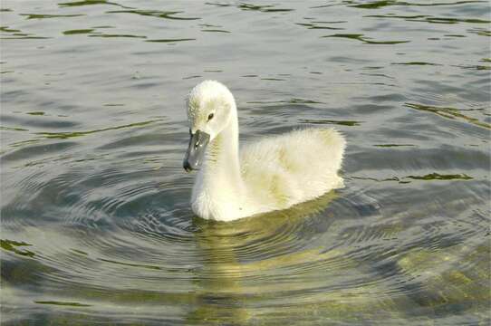 Image of Mute Swan