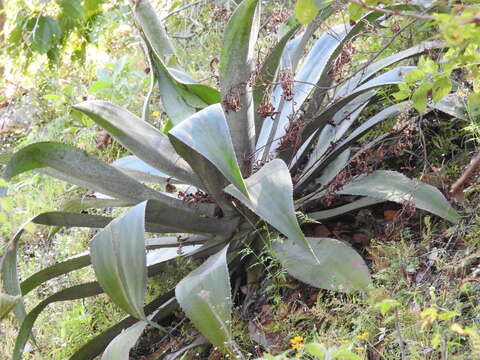 Image of Agave inaequidens subsp. barrancensis Gentry