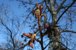 Слика од Populus balsamifera L.