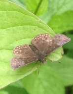 Image of Dreamy Duskywing