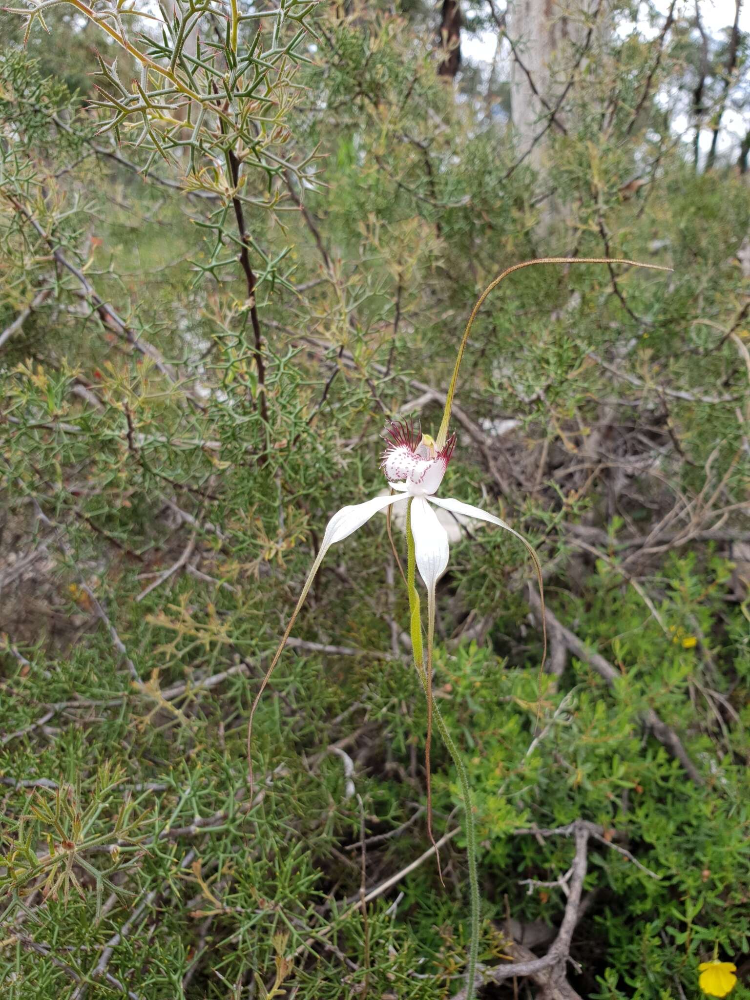 Image of Caladenia splendens Hopper & A. P. Br.