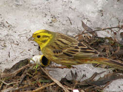 Image of Yellowhammer