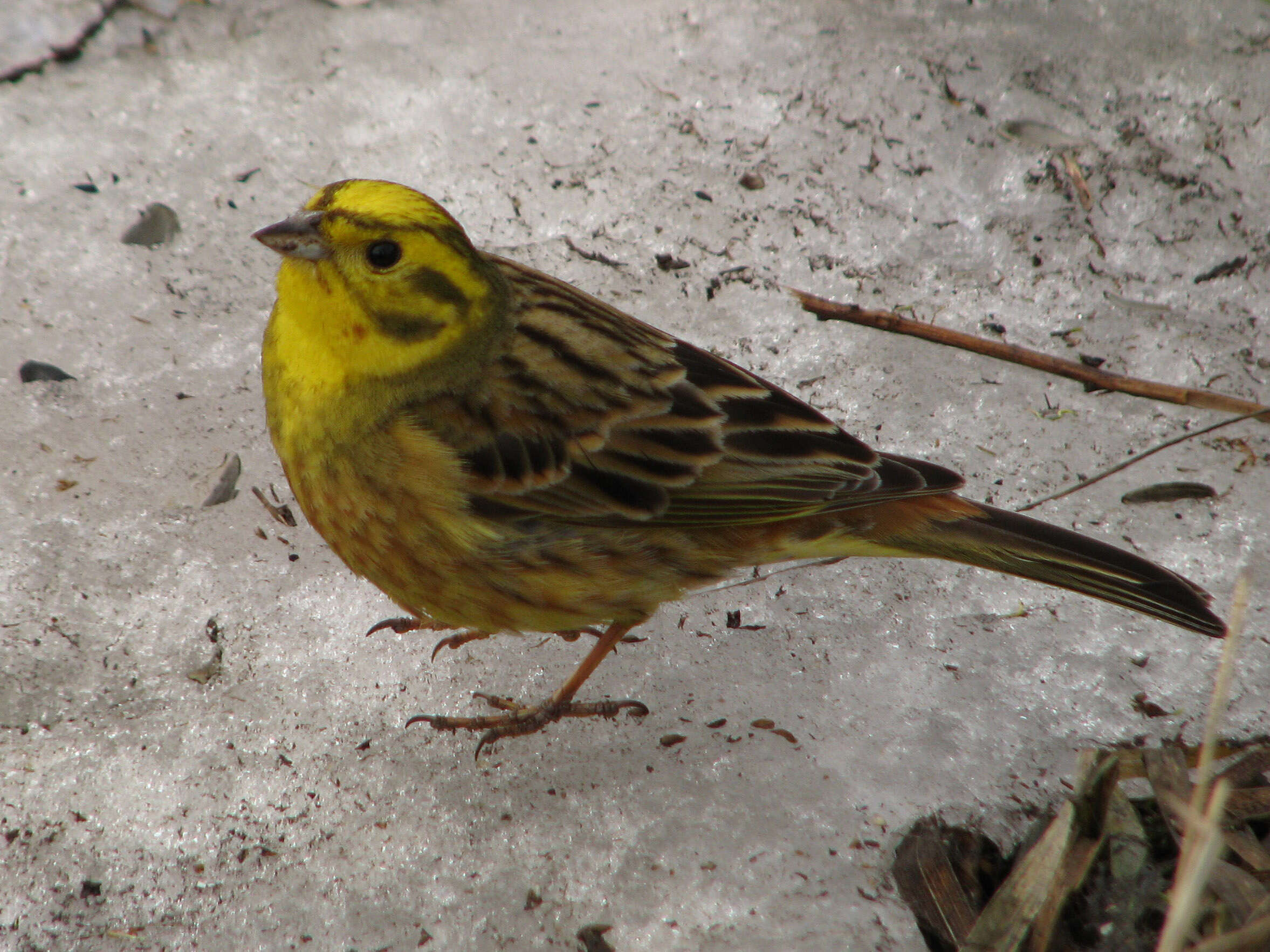 Image of Yellowhammer