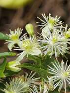 Imagem de Clematis polygama Jacq.