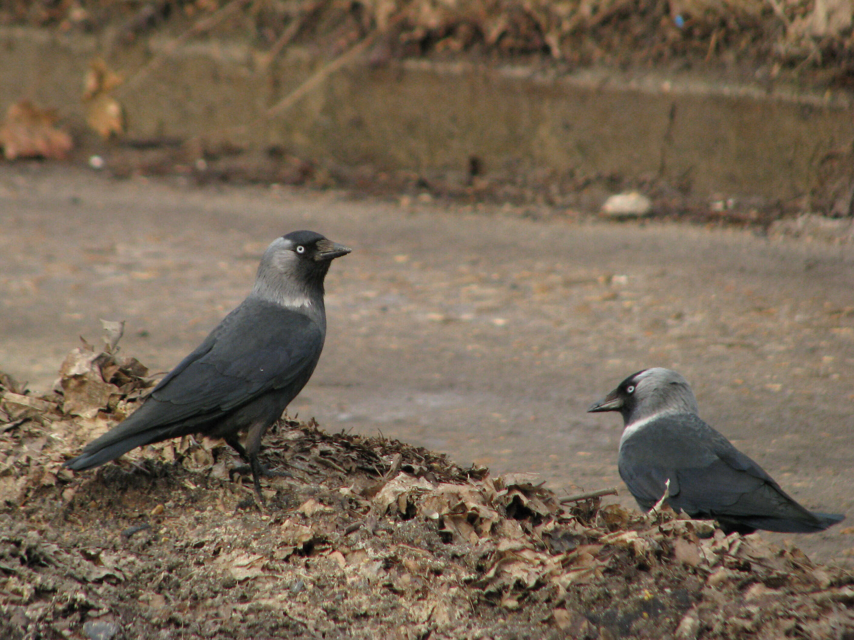 Image of Eurasian Jackdaw