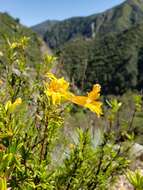 Image of Santa Lucia Mountain bush monkeyflower