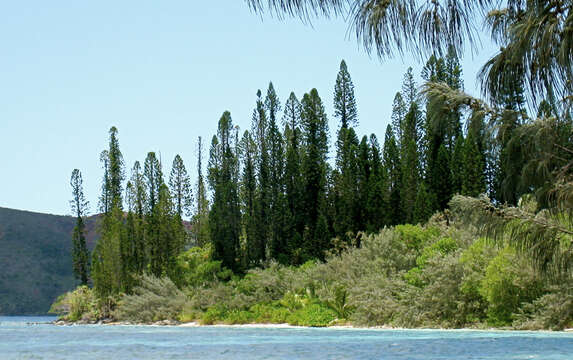 Image of New Caledonia pine