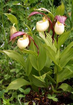 Image of Kentucky lady's slipper