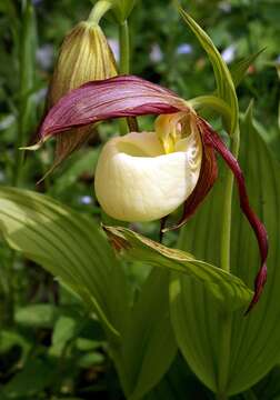 Image of Kentucky lady's slipper