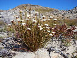 Image of Lachnaea naviculifolia Compton