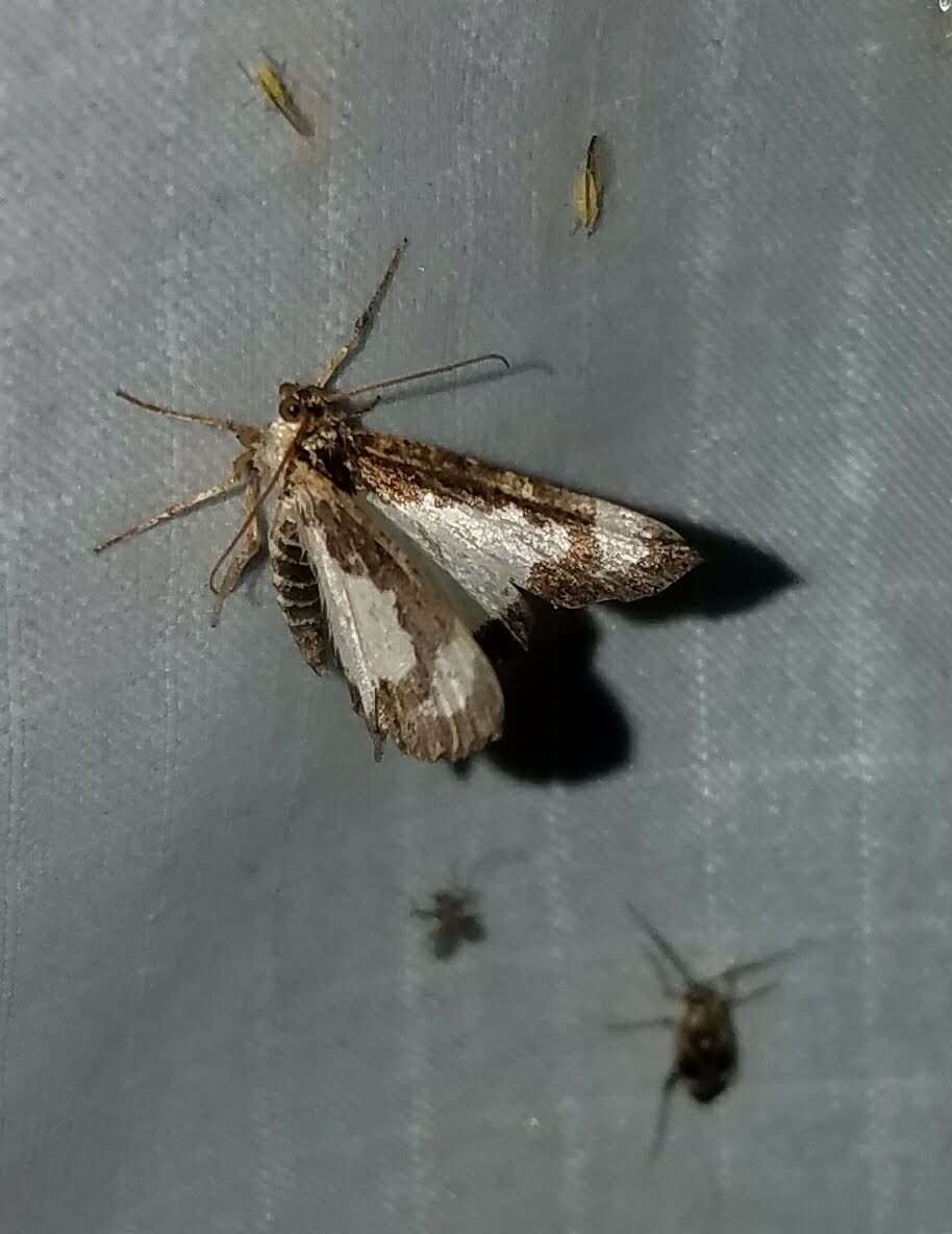 Image of Common Spring Moth