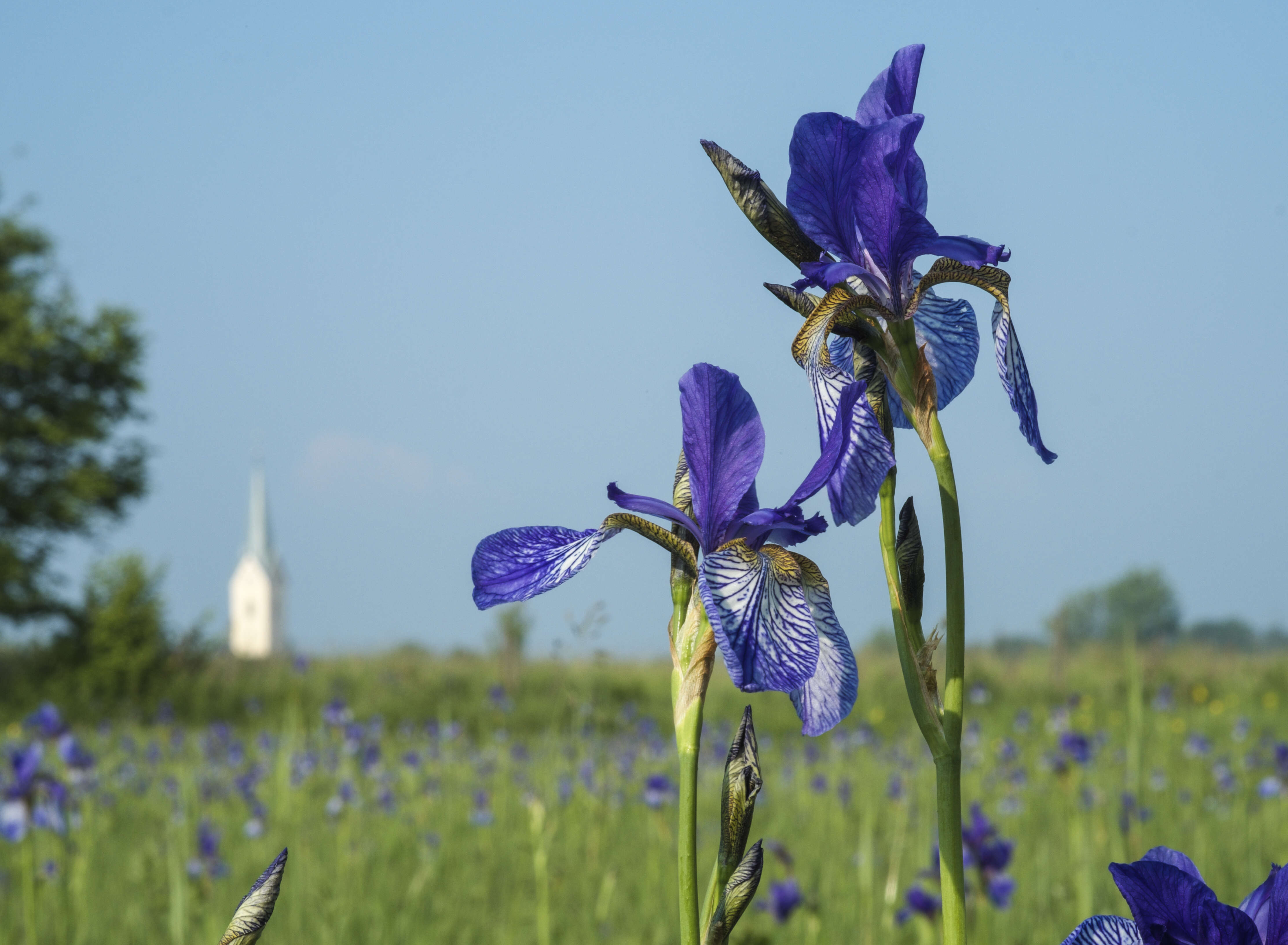 Image of German Iris