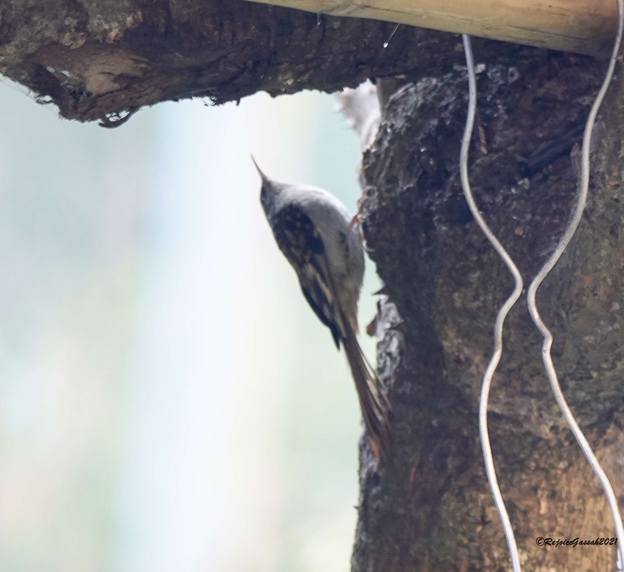 Image of Hodgson's Treecreeper