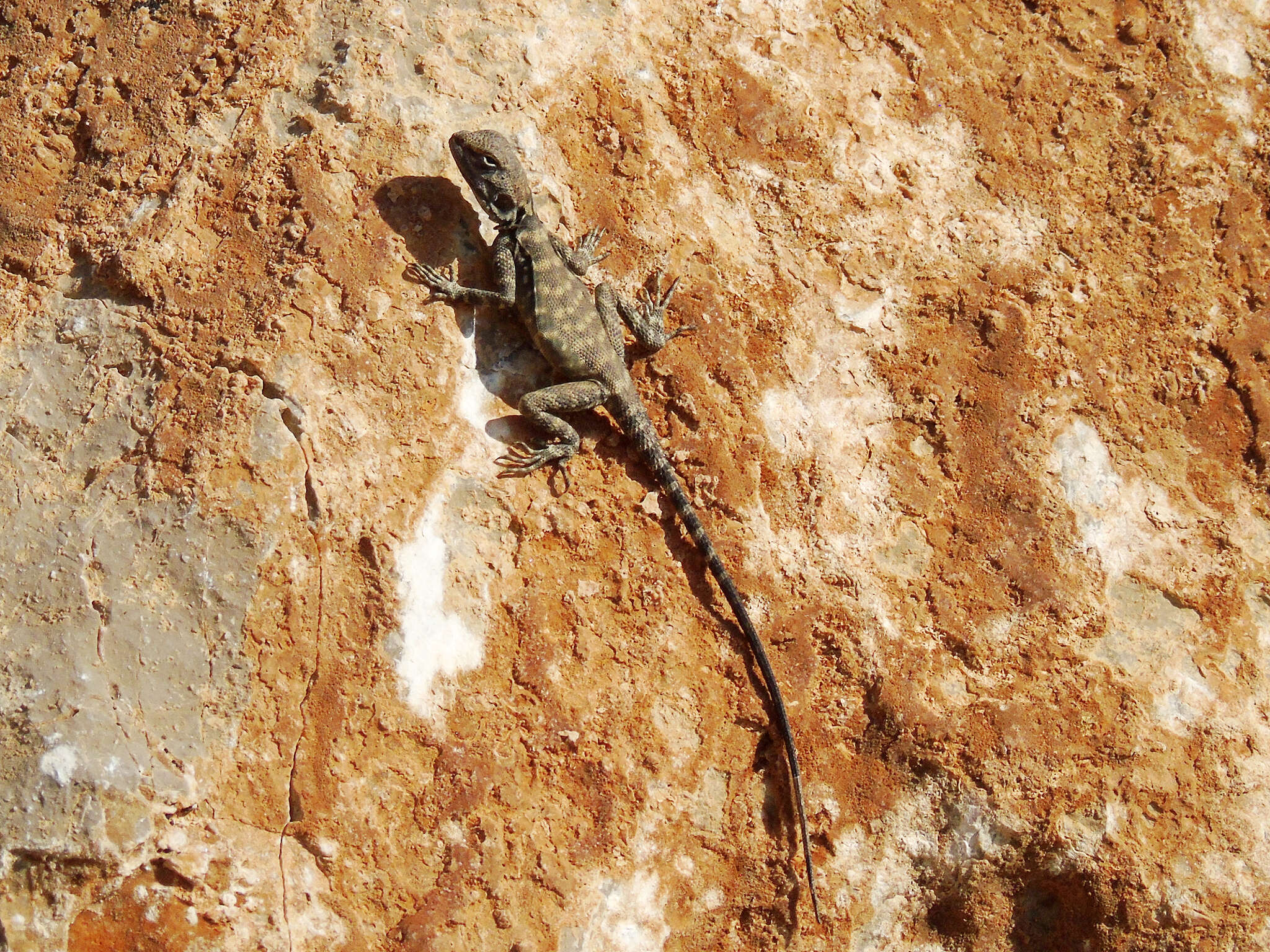 Image of Caucasian Agama