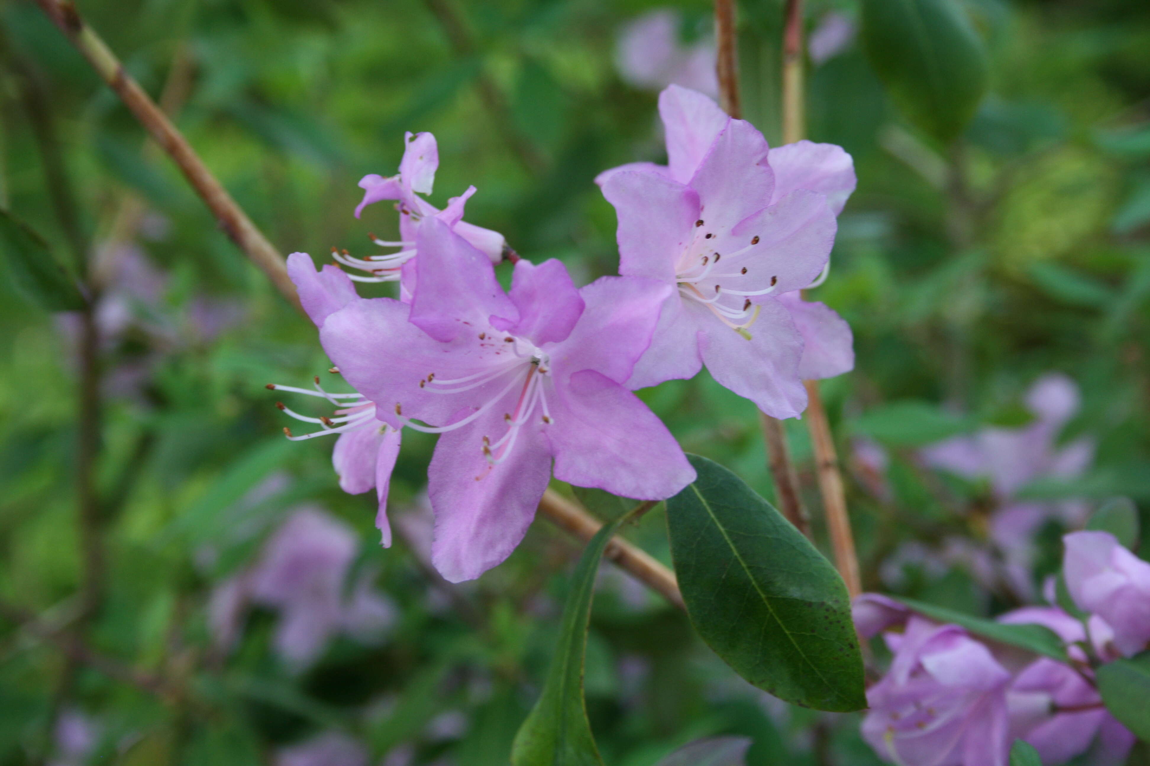 Imagem de Rhododendron oreotrephes W. W. Smith